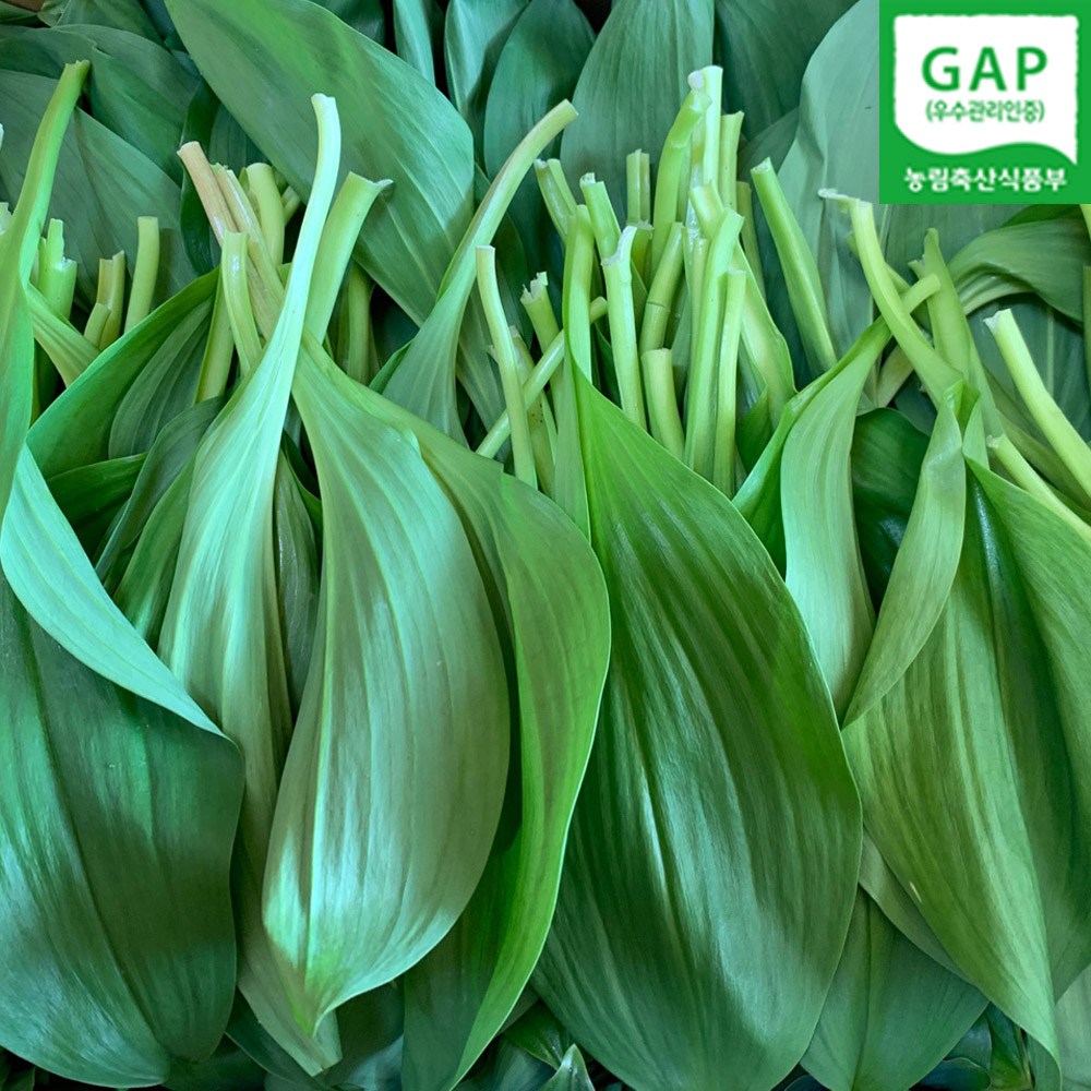 강원도 홍천 명이나물 산마늘 1키로 2키로 울릉도종 잎명이 GAP 발송중, 1세트, 1kg 23,700원