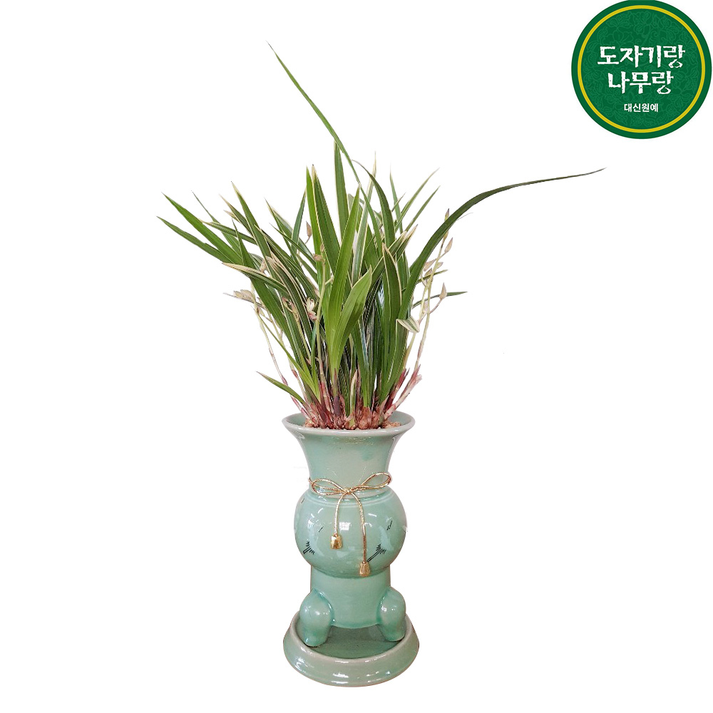 도자기랑나무랑 서양란 동양란 승진 영진 취임 오픈 결혼축하화분 개업난 선물 198,000원