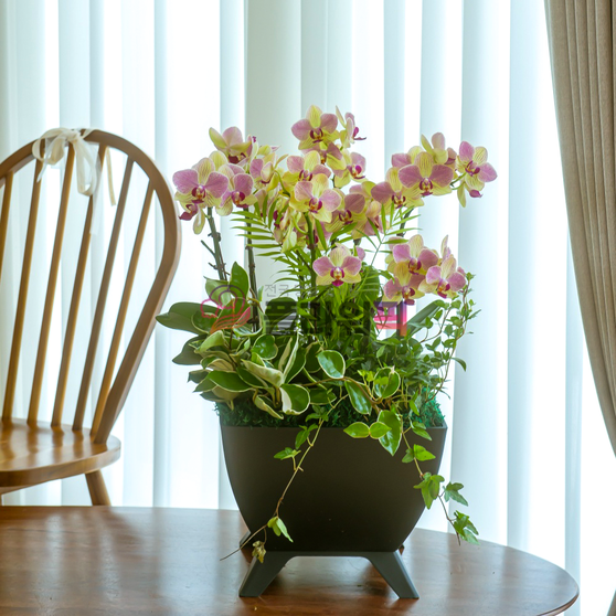 플라워픽 고급 삼색조 호접란 탁상용 전국배송 개원 개업 축하난 승진 영전화분 인사이동 생신축하 119,900원