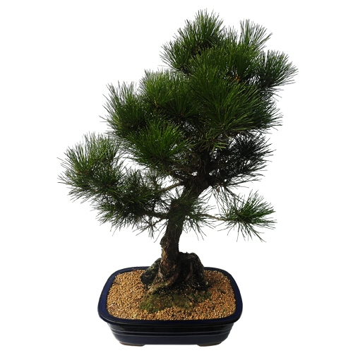 에코플라워 분재 (해송 분재) 전국당일배송 사진전송 승진 영전 인사이동 진급 취임 개업 집들이 꽃배달 j-0029 225,000원