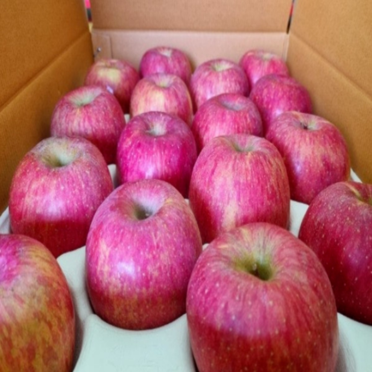 ( 선물용 사과 ) 경북 고당도 정품 부사 사과 (정품) 59,400원