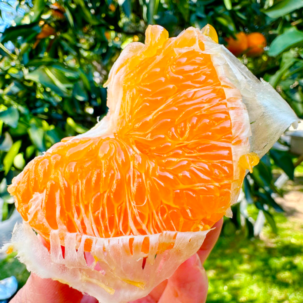 [벌꿀맛] 초초특가 제주도 고당도 레드향 26,800원