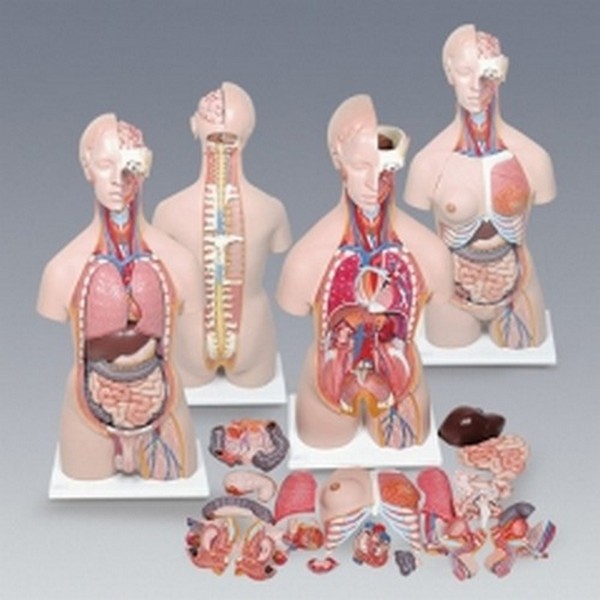 (사이언샵)인체반신모형A형, 상세설명참조 660,000원