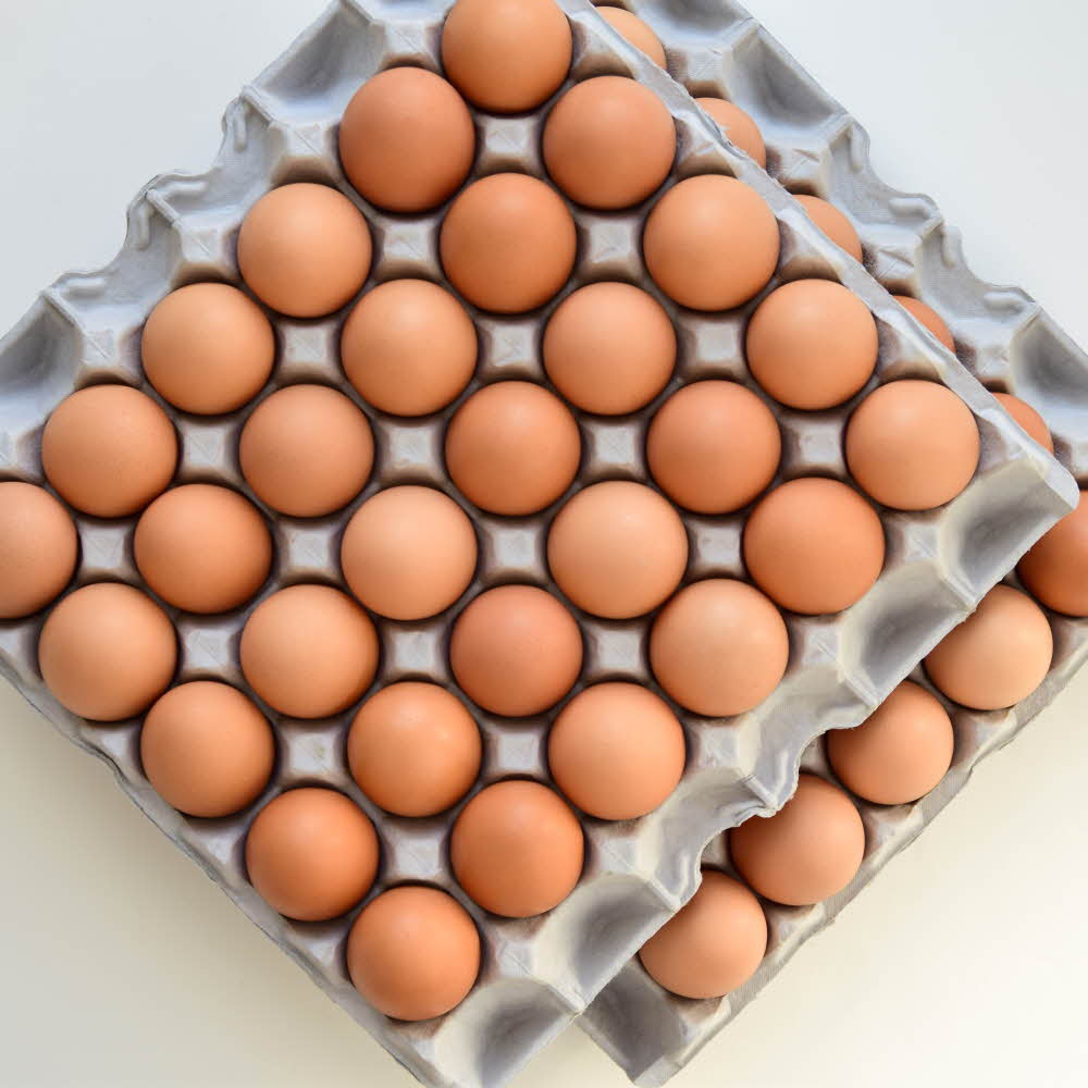 우리집계란 무정란 계란 당일산란 특란 무항생제 HACCP인증 파손보장, 1개, 30구 15,900원