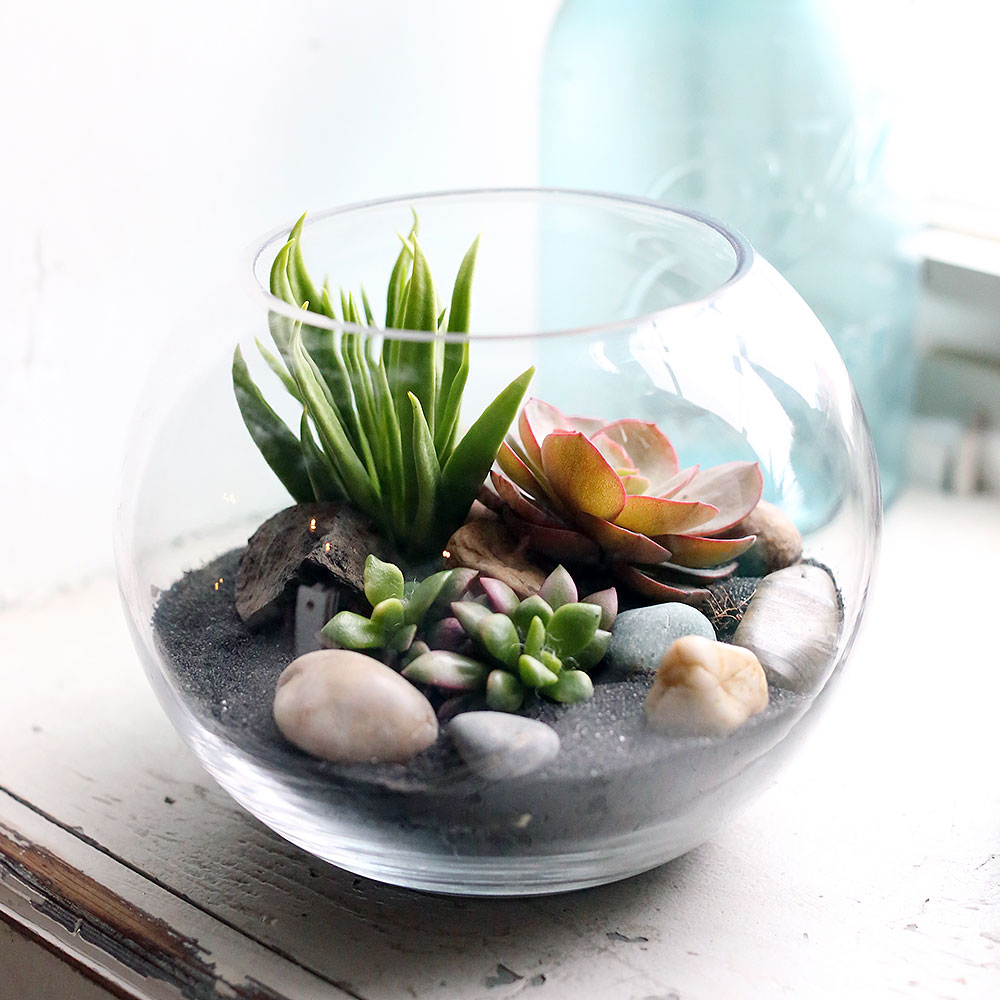 러브피어리 모듬 다육식물 테라리움 만들기 17,500원