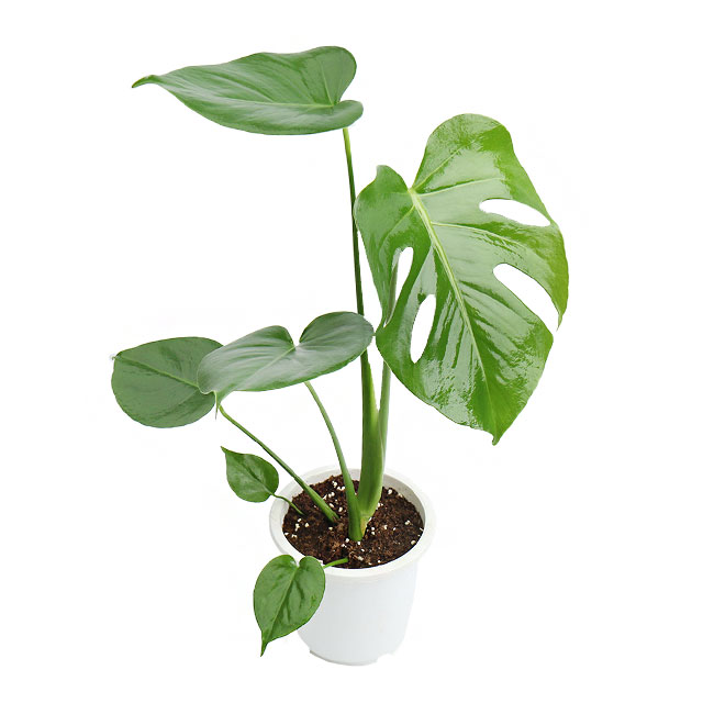 갑조네 몬스테라 중품 몬스테라 생화 몬스테라 화분 30~50cm, 1개 10,800원