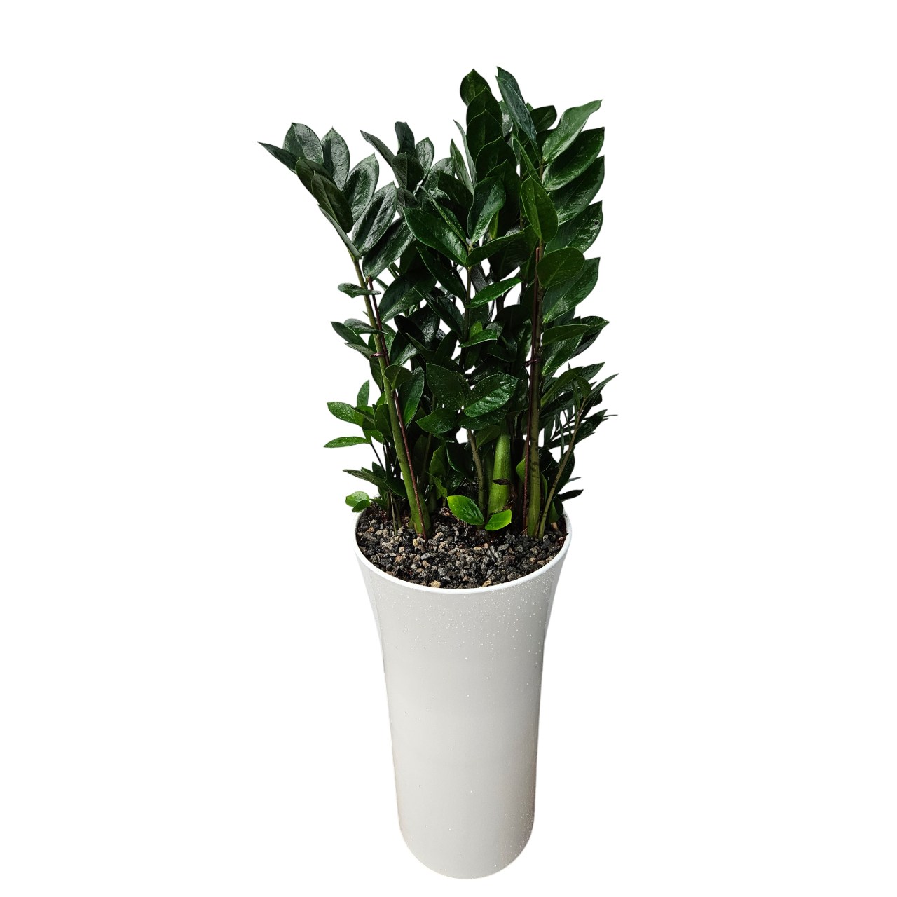 식물상사 개업화분 금전수 100cm, 1개 62,650원