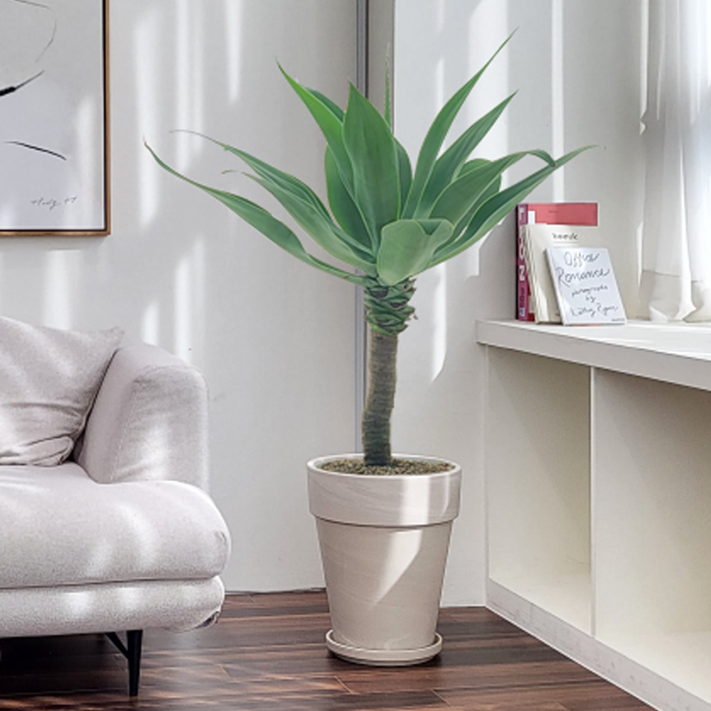 농원청년 크림토분 취임 영전 이직 승진 축하화분 실내 공기정화식물 사무실 카페 매장 공간 인테리어식물 거실화분 집들이 개업식 축하화환 여인초 금전수 뱅갈고무나무 아레카야자 행운목 149,000원