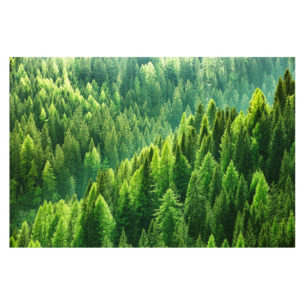 소나무 그림 액자 심신 안정 치유 초록 대형 소형 중형 한국화 민화, 21 소나무숲 155,000원