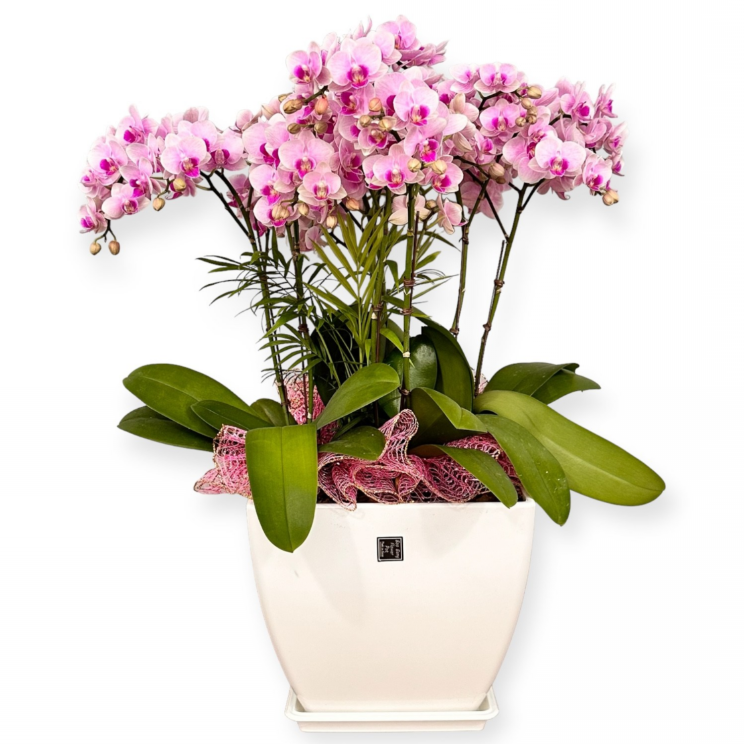 세종서양난 호접난 만천홍 전국당일배송 승진 영전 개업 난화분 선물 소형 중형 대형 탁상용, 1개, 10.투톤핑크_중형 109,000원