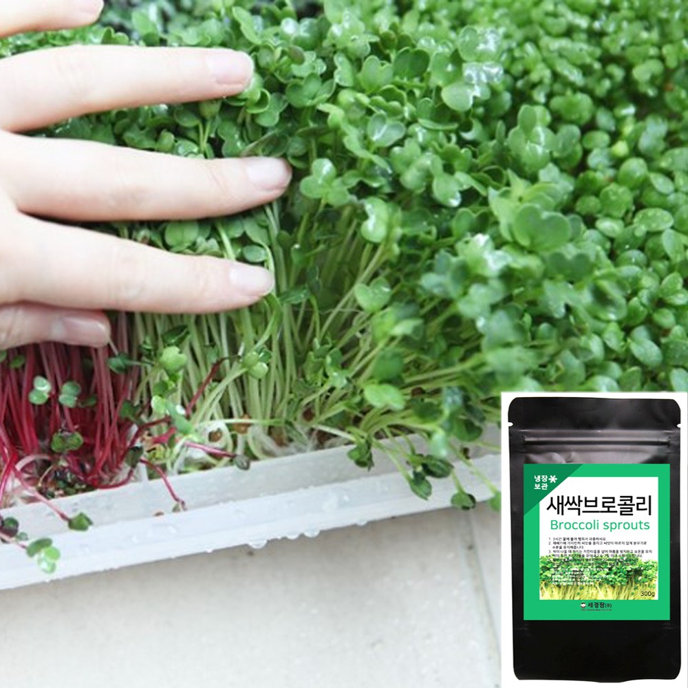 세경팜 새싹 브로콜리 씨앗 300g, 4개 72,000원