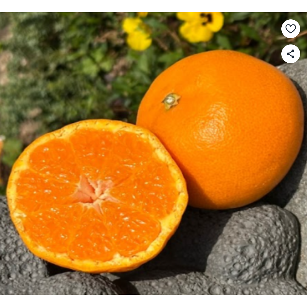 [최대16Brix] 마지막초특가 제주직송 초고당도 천혜향 19,900원