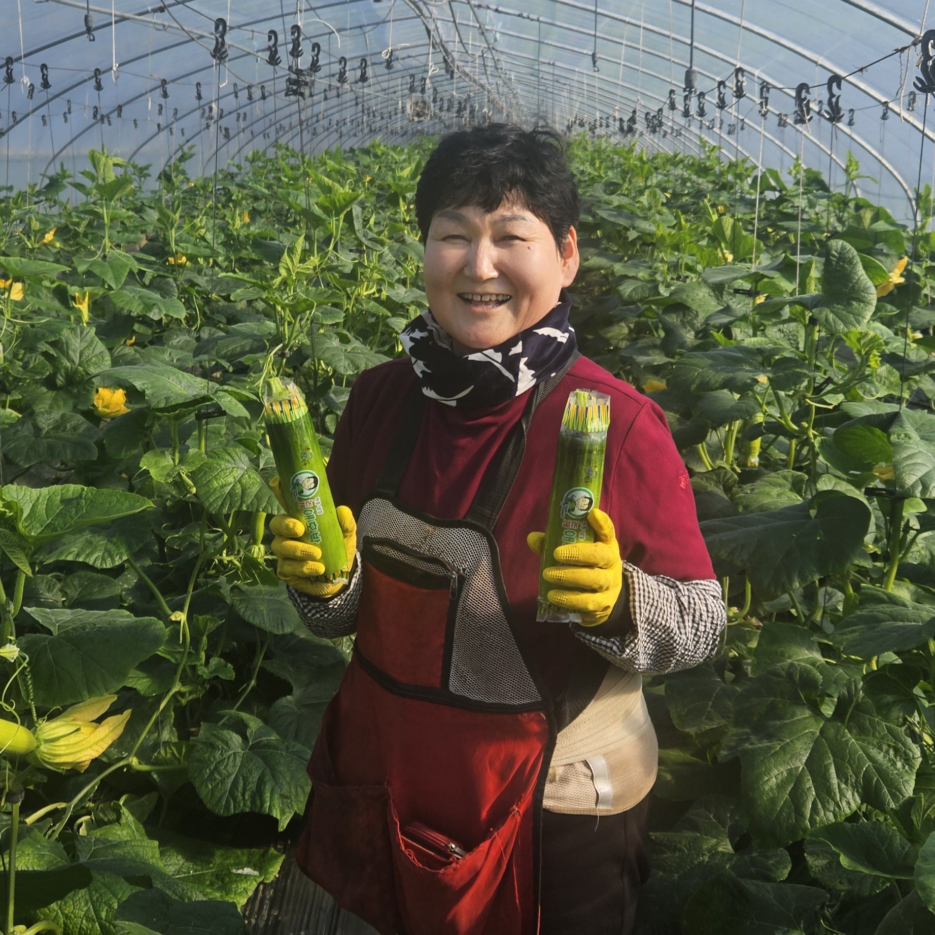 고가네 국내산 명품 인큐 애호박, 10개 1박스, 특품 애호박 14,900원