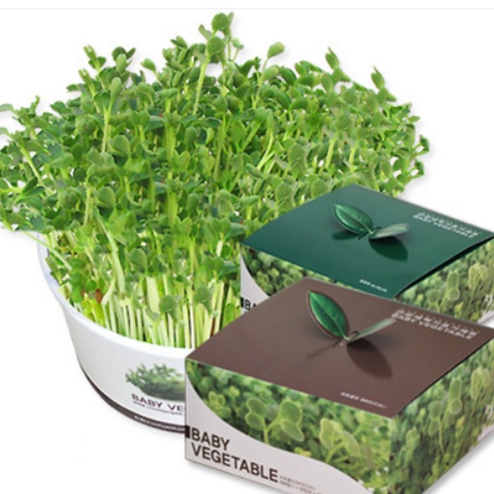 건강새싹 기르기세트/키우는채소 3,000원