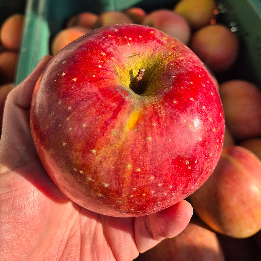 경북 부사 사과 꿀사과 가정용 실속형 아삭 달콤, 1박스, 가정용 고당도 부사사과 5kg 29,900원
