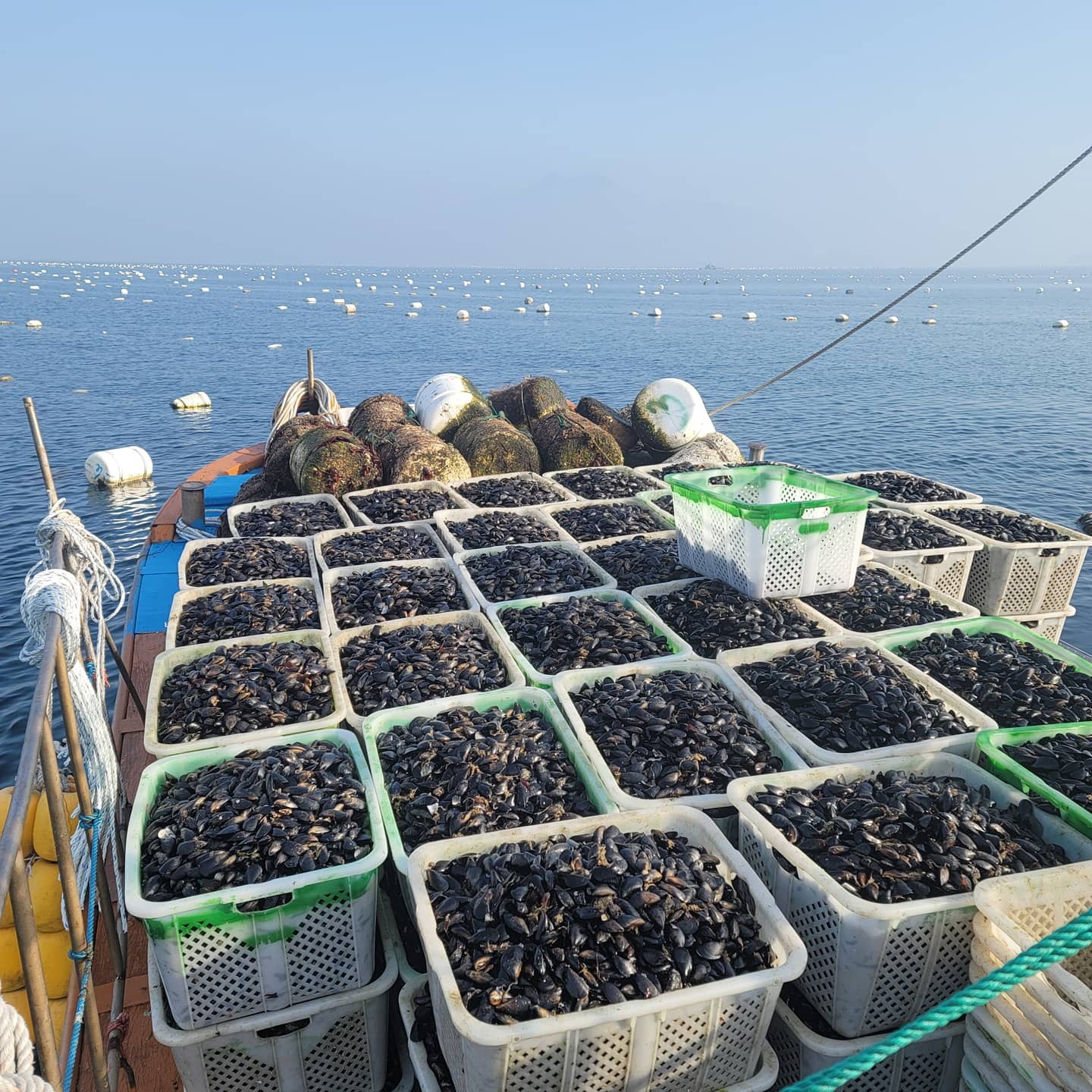 [해성수산] 당일채취 산지직송 청정해역 여수 가막만 국내산 세척 손질 홍합, 20kg, 1개 45,900원