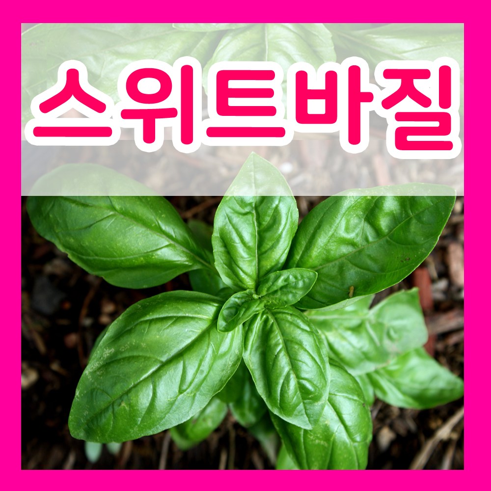 꽃씨몰 꽃씨 봄 파종 여름꽃씨 가을 노지월동 다년생 야생화 양귀비 종자 꽃씨앗 4,000원