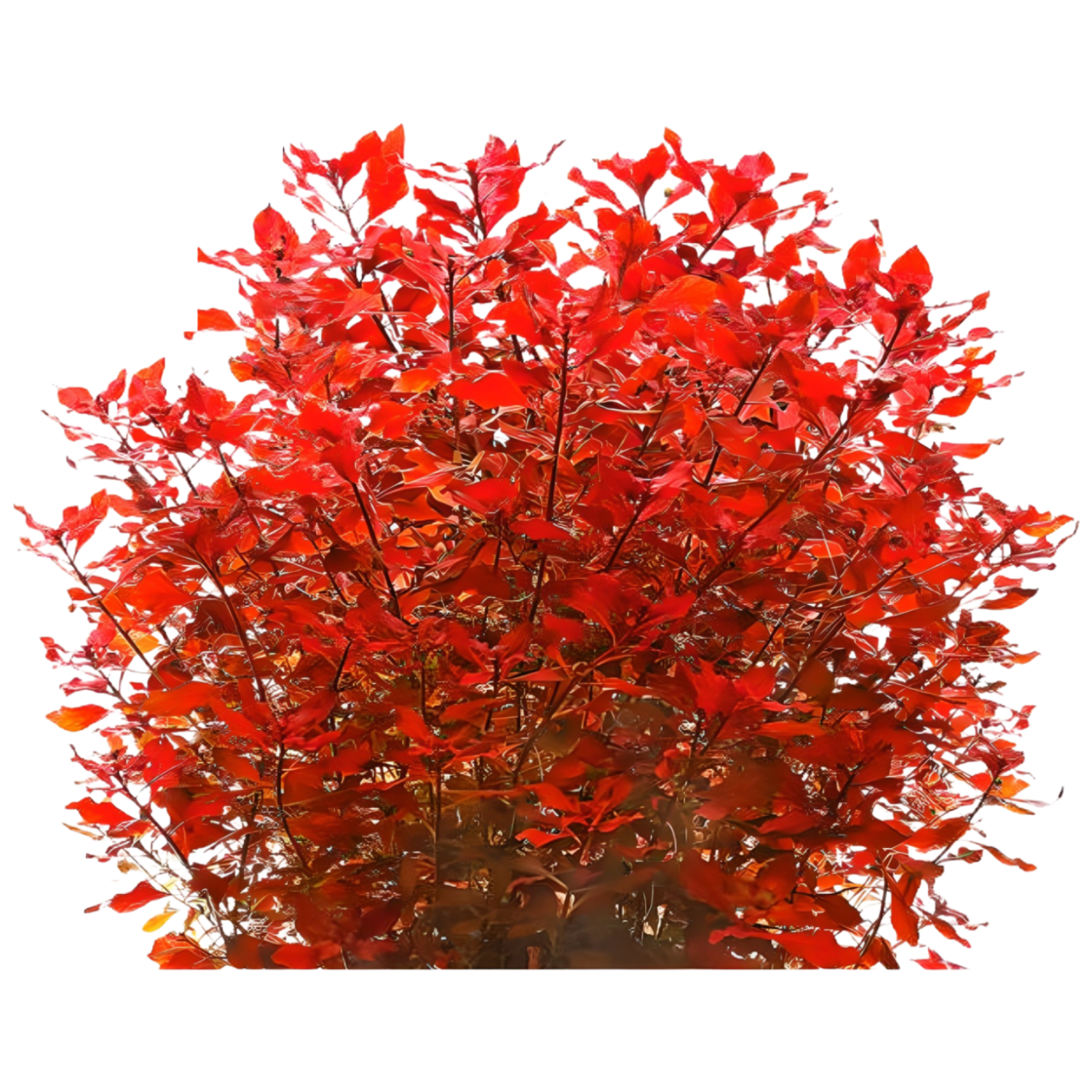 <수초마을> 강렬한 붉은수초 루드위지아 슈퍼레드 10줄기 초보수초 후경수초 구피 새우 은신처 35,900원