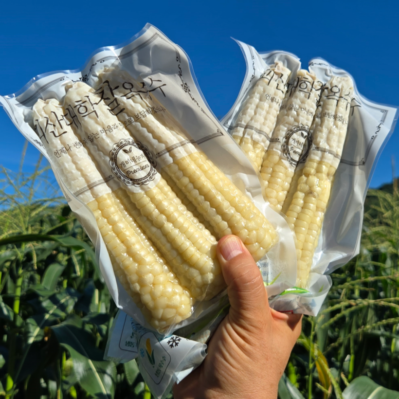 [재구매율 대란] 찐냉동대학찰옥수수 괴산 대학 찰옥수수 [충북 괴산군], 1박스, 못난이(13cm전후) 40개 41,900원