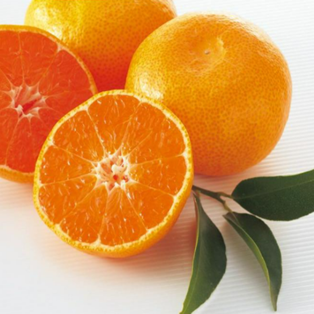 [산지과일도매센터]산지직송 제주카라향 고당도 프리미엄 감귤, 1박스, 2kg 15,100원