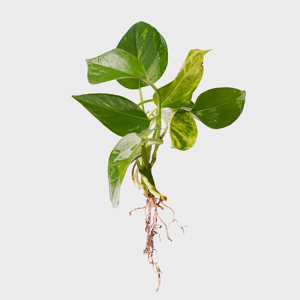 메이크정글 공기정화 수경재배 흙 세척 식물 모음 스킨답서스 6,900원