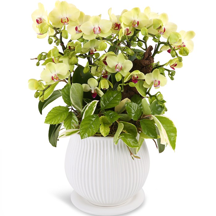 119플라워 (당일배송) 그린호접 화이트화기 ST-H478 서양난 미니호접 호접난 행사용 환갑 승진 영전 전시회 개업 전국꽃배달 생일 기념일 꽃선물 꽃배달, 1개 106,700원