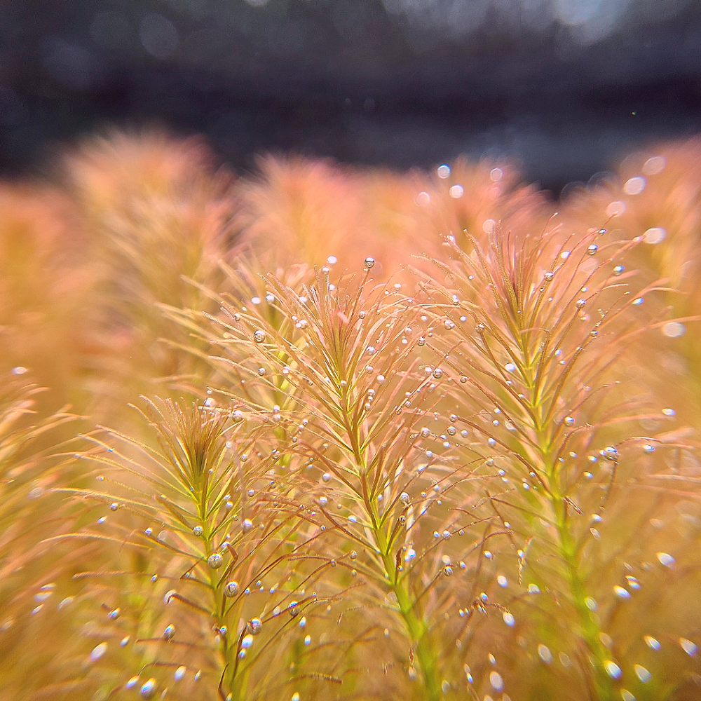 [물풀정원] 로탈라 왈리키(6줄기) 달팽이없는 깨끗한 수초키우기 구피 베타 물고기 새우 은신처 5,000원