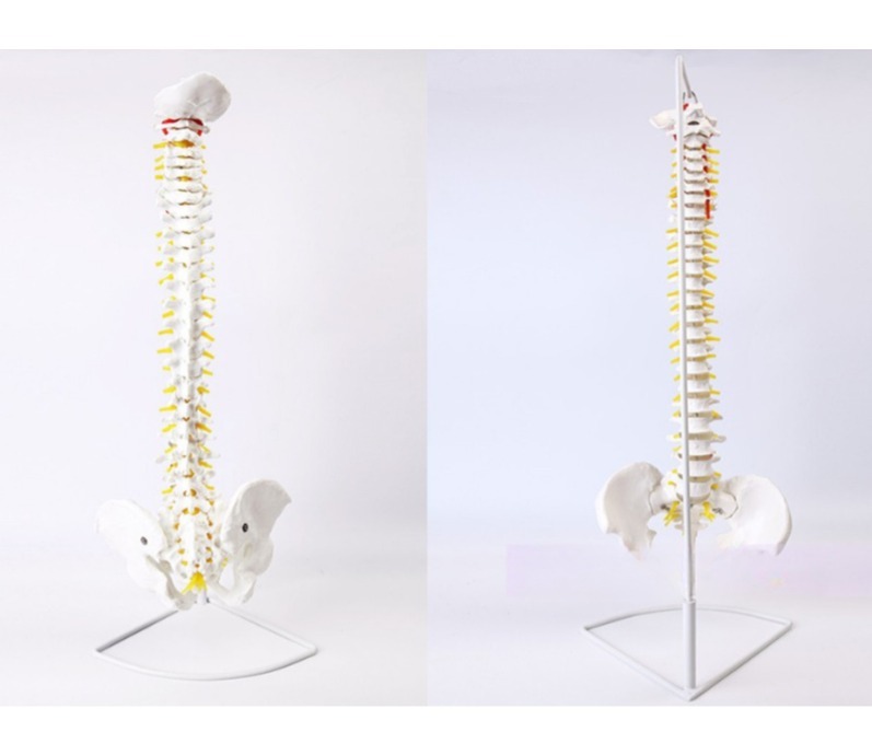 딜포유 전신 척추모형 인체 해골 병원 85cm 모형 모델 교구 간호실 45cm 골반 포함 36,000원
