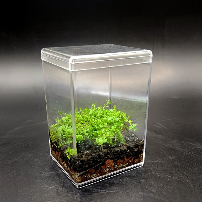 미니 테라리움키트 더숲 펄그라스 비단이끼 테라리움세트 만들기 8,000원