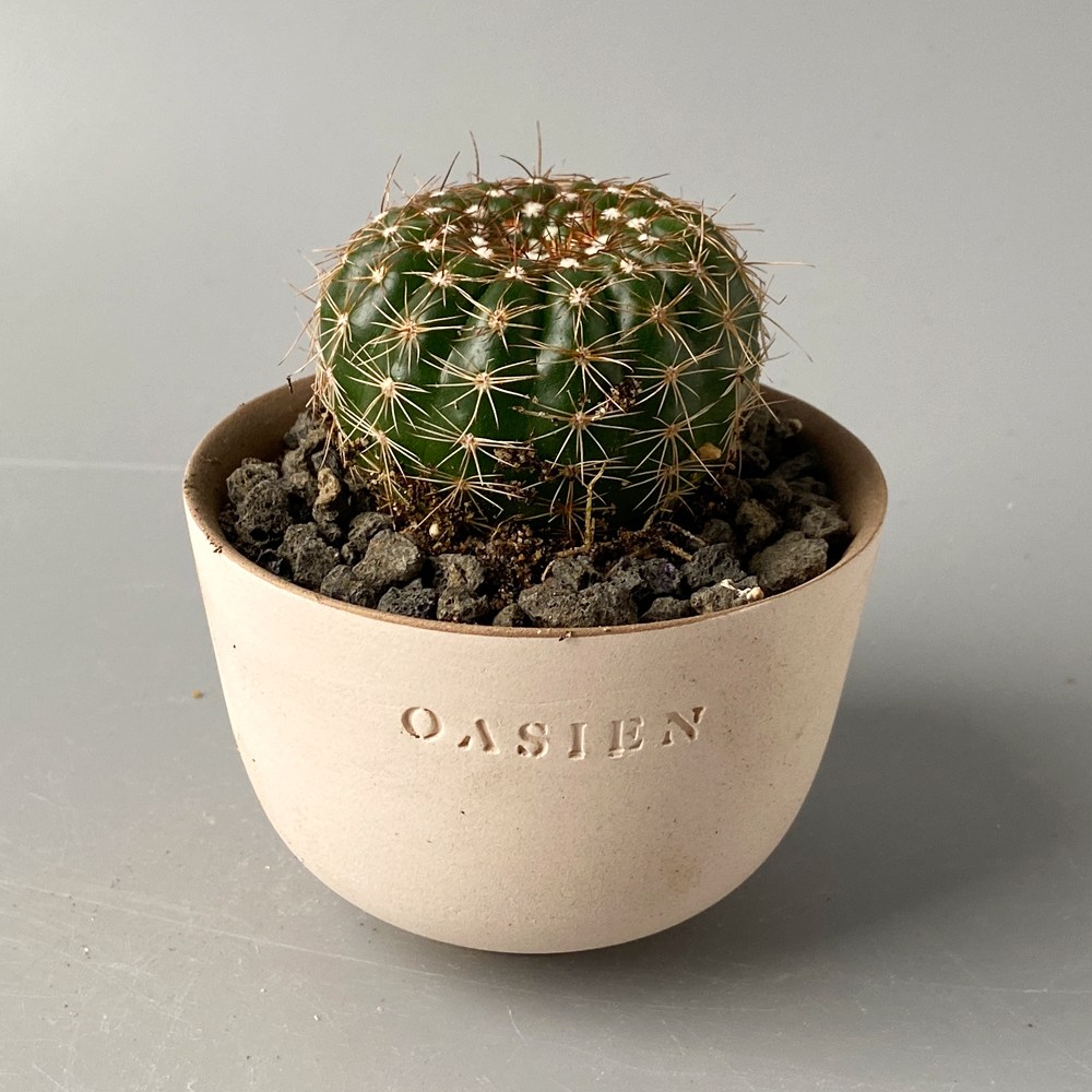 유벨마니아 - 꽃이 아름다운 작약환 선인장 9,900원