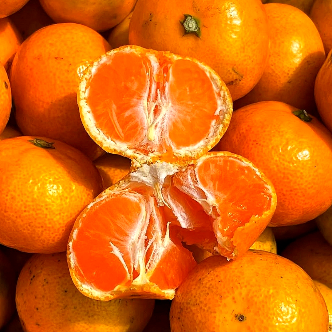 [2주한정판매] 최대16brix 밀감 서귀포1등 49,900원