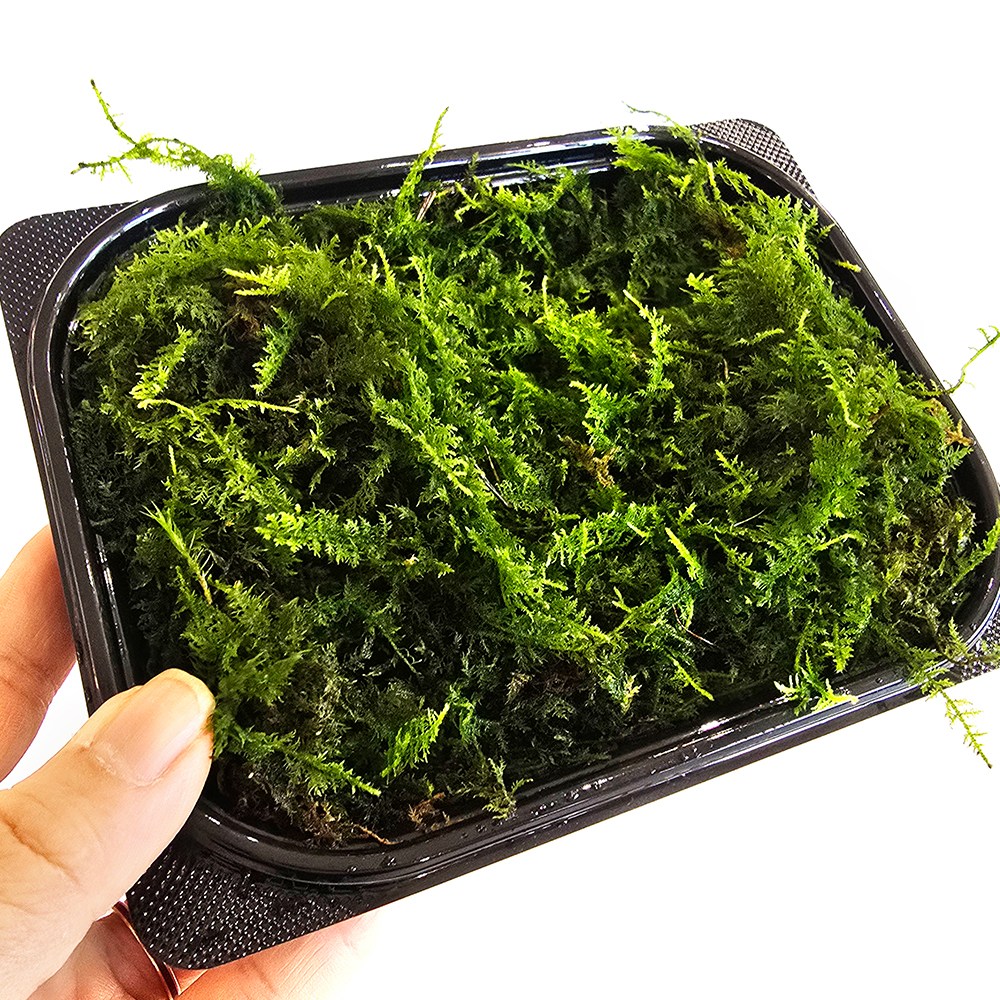 가든홀릭 깃털이끼 국산 건조이끼 18x14cm 테라리움 인삼이끼 공기정화 13,000원