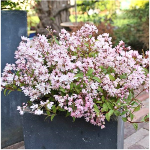 애기말발도리 (유키체리블로썸)(5치포트), 1개, 유키체리블로썸 14,000원