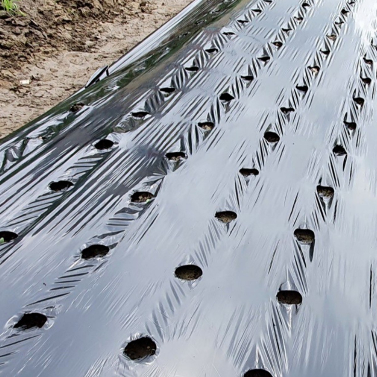 마이팜 농사용 멀칭비닐 135cmX10m 유공비닐 1+1, 2개 14,800원
