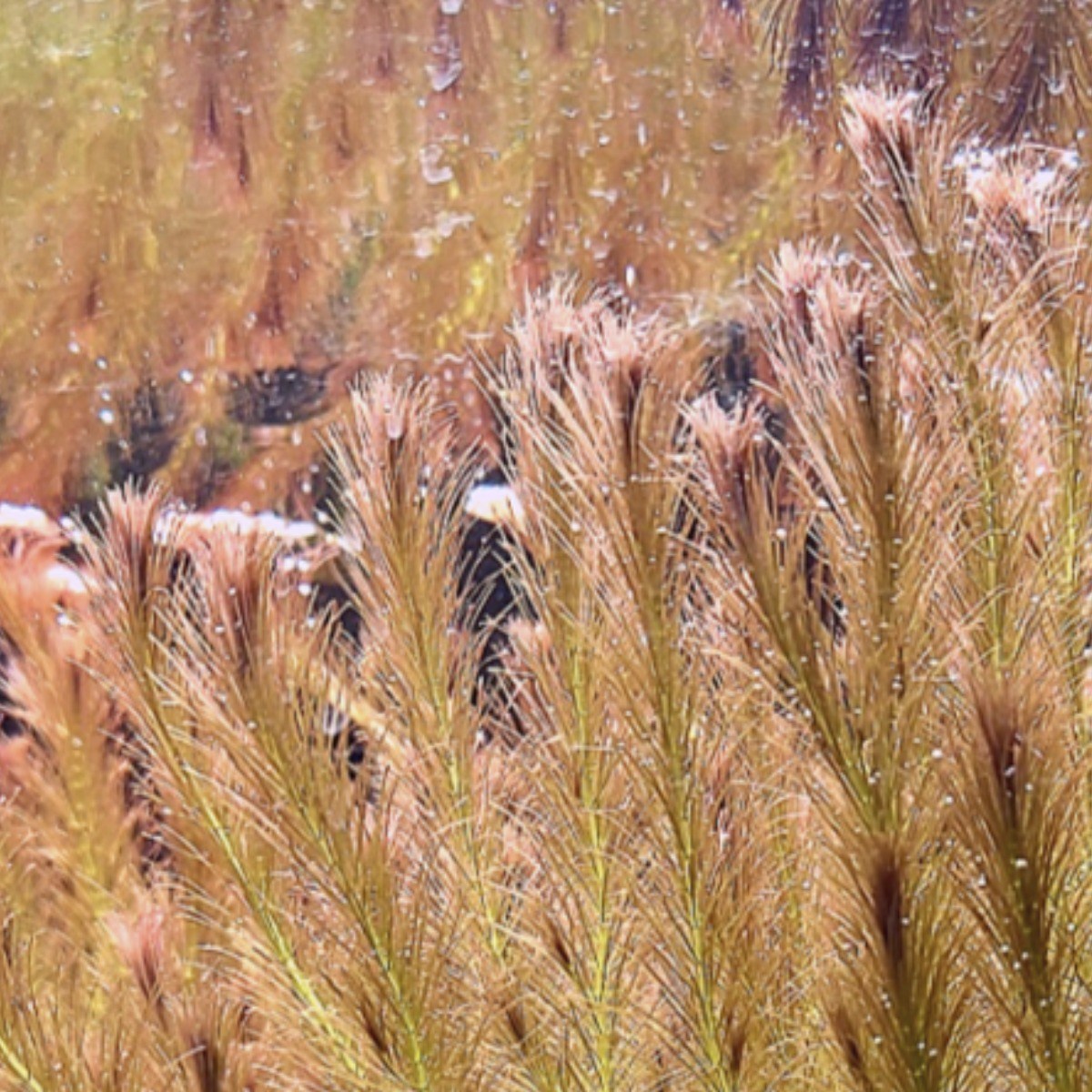 <수초마을> 붉은다람쥐꼬리 로탈라 왈리키 12줄기 초보수초 후경수초 구피 새우 은신처 9,900원