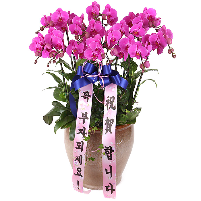119플라워 (당일배송) 핑크호접 ST-H223 서양난 미니호접 호접난 행사용 환갑 승진 영전 전시회 개업 전국꽃배달 생일 기념일 꽃선물 꽃배달 194,000원