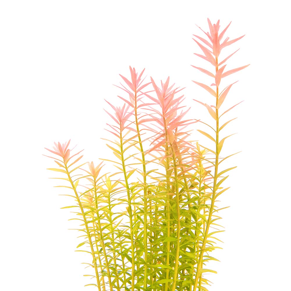 [수초대장] 로탈라 인디카 (5촉) 중후경수초 3,000원