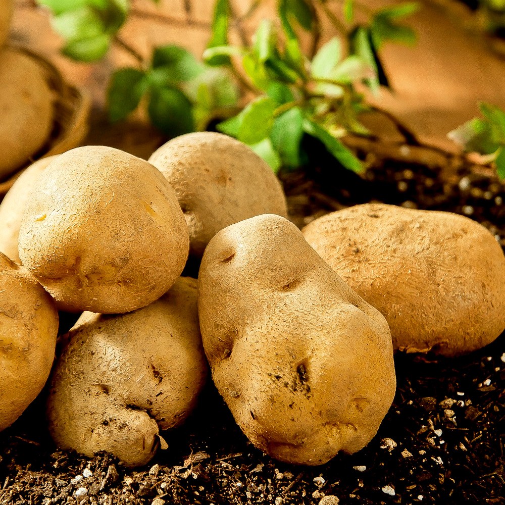 [국내산100%] 두백 감자 햇감자 파근파근 고소한 분질감자 정품 추천 디아머스 7,770원