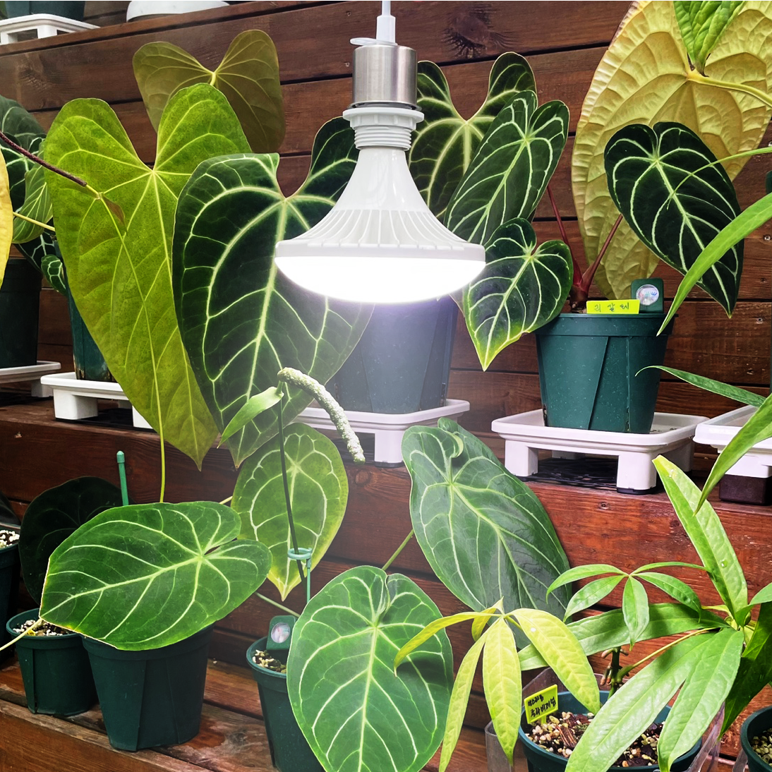 풀나옴 LED 식물조명 30W UFO 전구형 식물등 34,900원