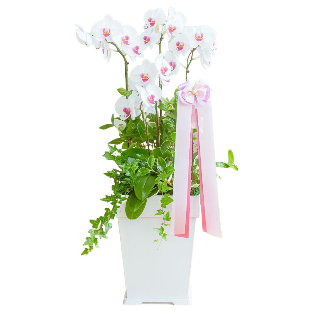 나눔플라워 전국 저가 서양란 취임 진급 승진 개업 승진란 개업란 진급란 축하 꽃배달서비스 당일꽃배달, 1개 90,000원