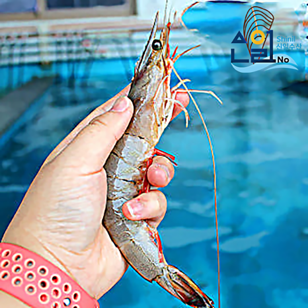 국산 자연산 암대하 1kg [맛보장] 캠핑음식 대하구이 급속냉동 25,000원