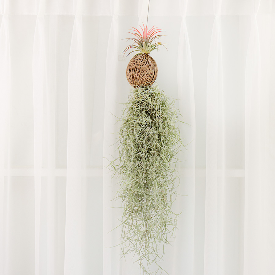 갑조네 파인애플 수염틸란드시아 행잉 실내공기정화식물 21,500원