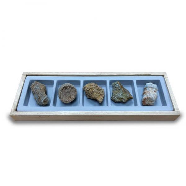 IBX678077(아리랑과학) 교과서에 나오는 실물 산호화석 5종세트 ARI-D4500-5p, 본상품 60,470원