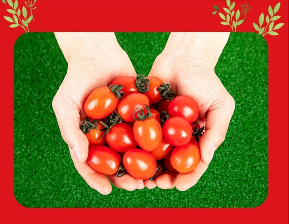 1+1 국내산 고당도 토망고 방울토마토 1kg │ 달콤 과즙 가득 과일 59,500원