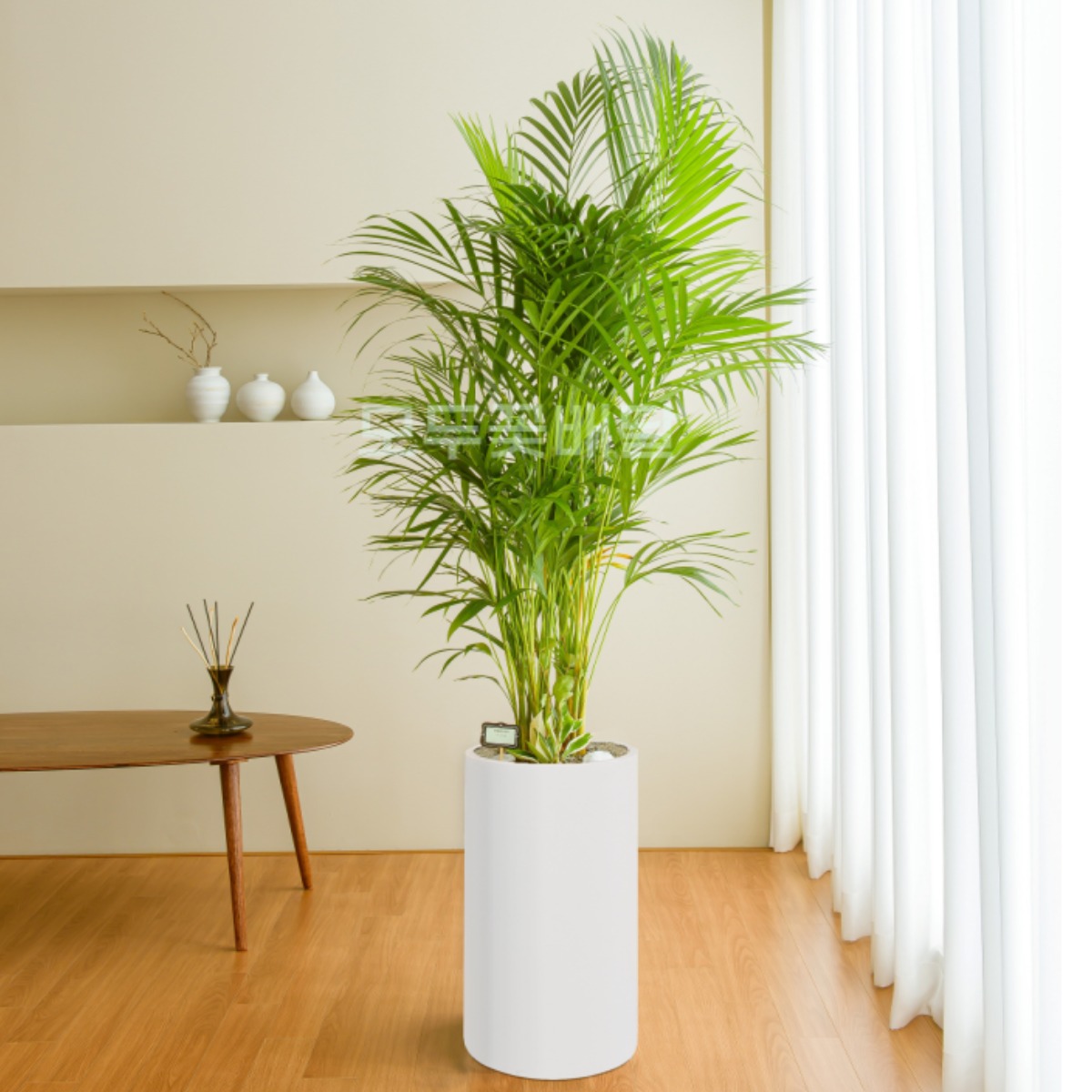 모두꽃배달 개업 화분 배달 가게오픈 축하 사무실 병원 카페, 1개, 19. 아레카야자 99,000원