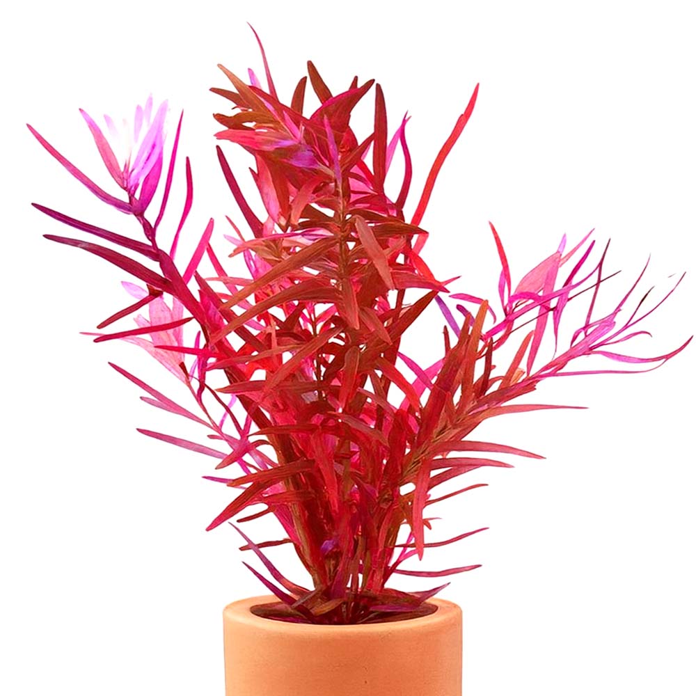 [수초대장] 로탈라 홍콩 (1포트) 포트수초 8,700원