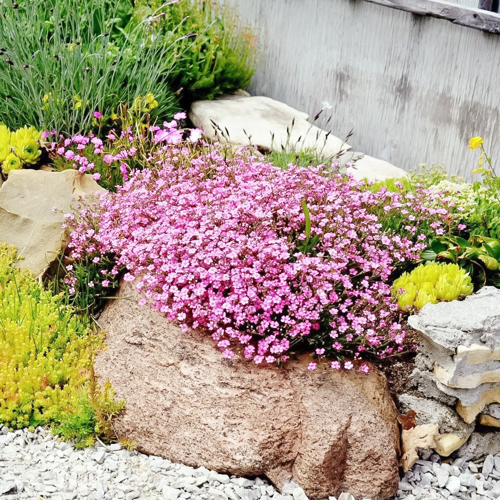 알프스안개꽃 2색 씨앗 600립 대포장 선택구매 노지월동 지피식물, 1개 29,800원