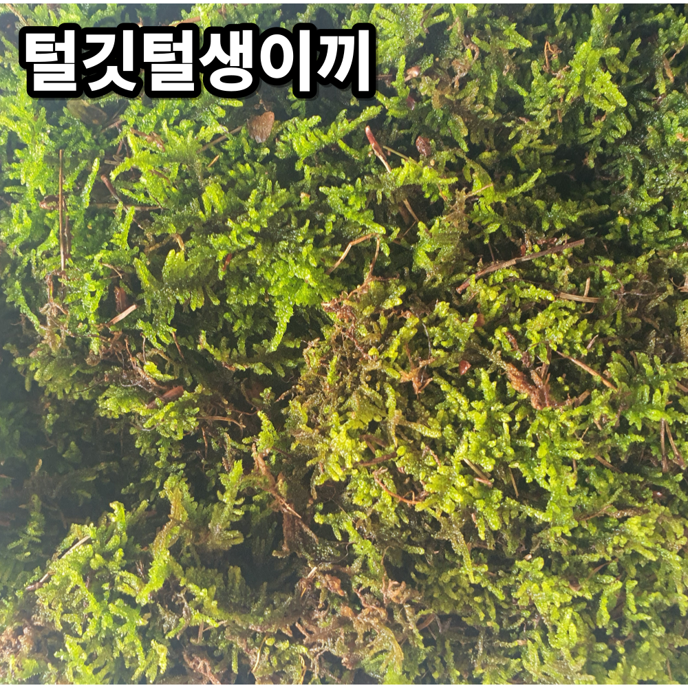 천연 생이끼 24cm*18cm 팩 털깃털이끼 고급화분장식 인테리어소품 테라리움 16,500원