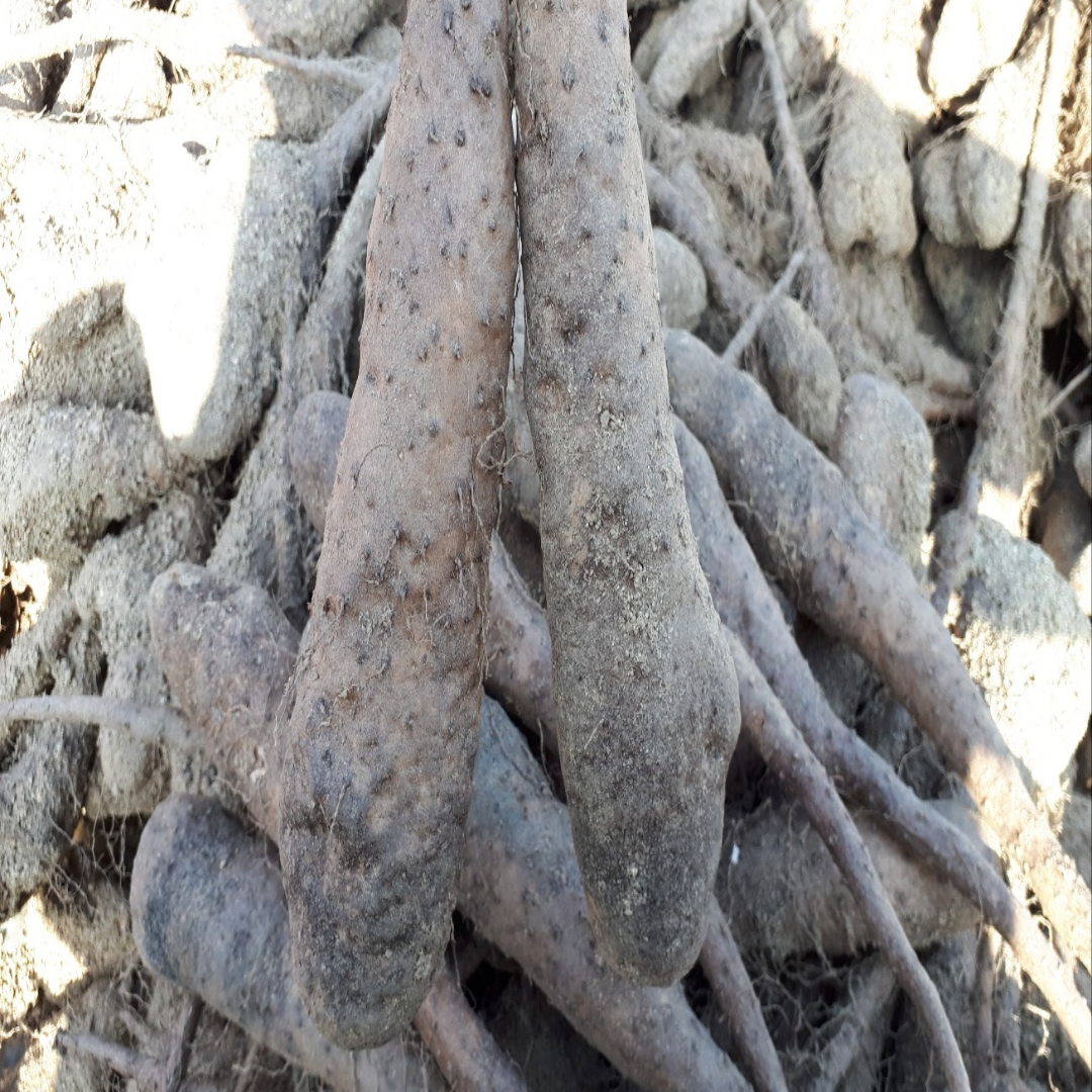 안동혜성농장 자연산 참마 상품, 5kg, 1 60,000원