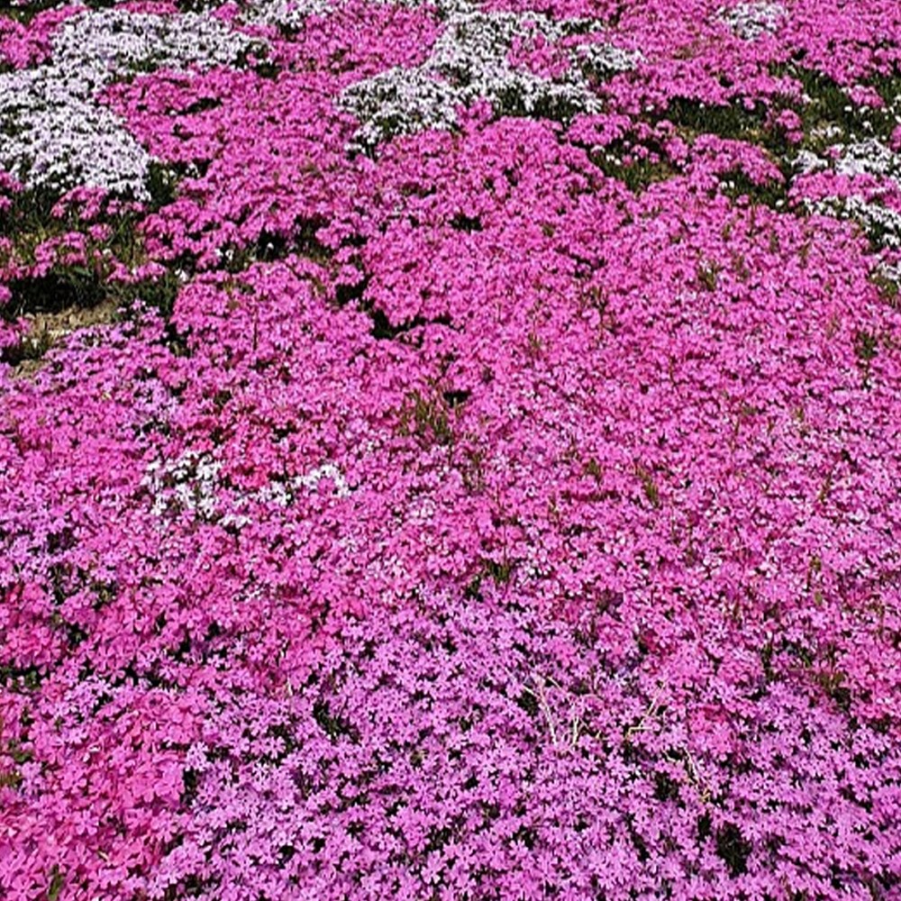 꽃잔디 붉은홍설 100개 1평 모종 2.5치 100포트 정원 69,000원